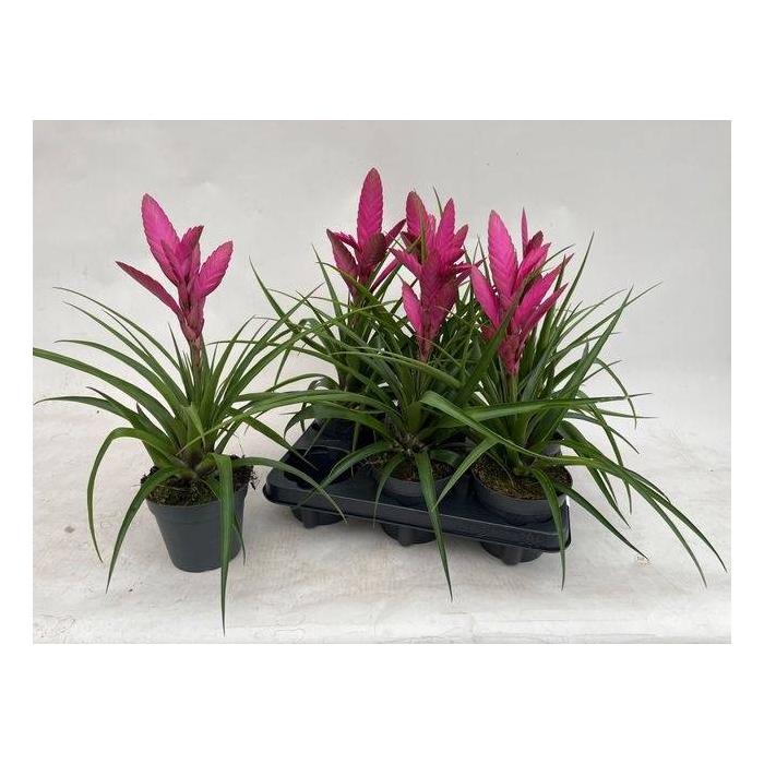 <h4>Tillandsia Amira 13Ø 40cm</h4>