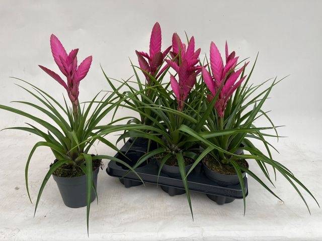 Tillandsia Amira 13Ø 40cm