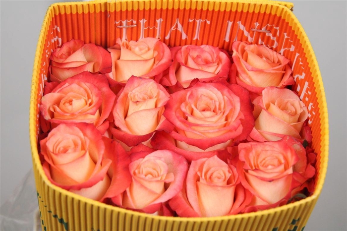 <h4>R Gr Cabaret Ec</h4>