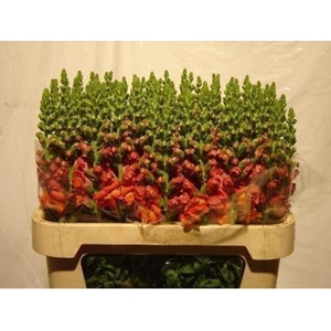 Antirrhinum orange