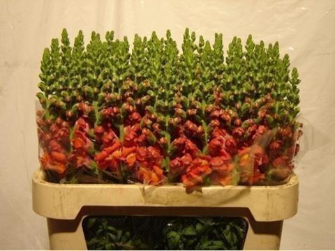 <h4>Antirrhinum orange</h4>
