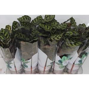 CALATHEA MAKOYAMA P12