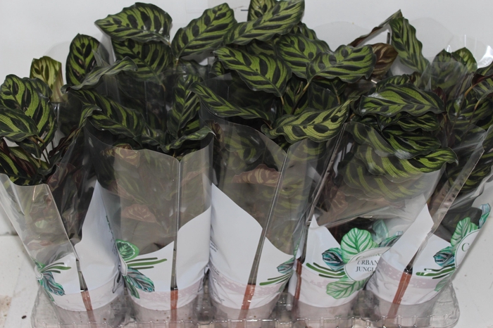 <h4>CALATHEA MAKOYAMA P12</h4>