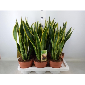 Sansevieria trifa. 'Laurentii'