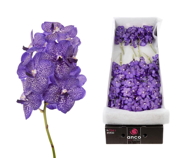 <h4>Vanda  'Sunanda Blueberry Smoothie'</h4>