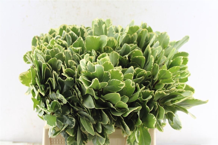 <h4>Pittosporum Ilan</h4>