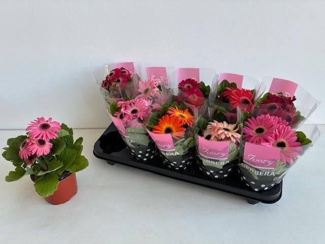 <h4>GER IVORY GEMENGD</h4>