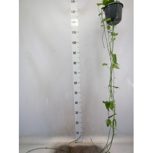 Monstera siltepecana