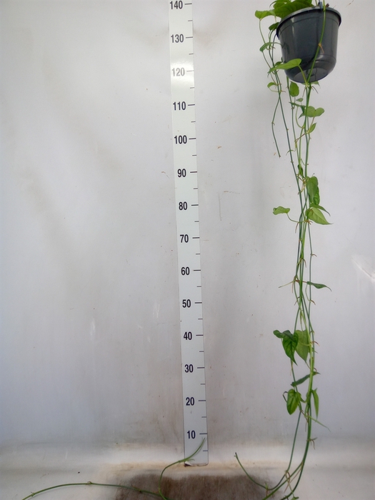 <h4>Monstera   ...</h4>