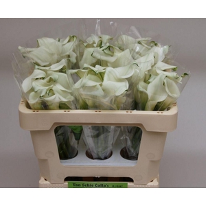 Zantedeschia crystal blush