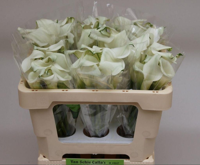 <h4>Zantedeschia crystal blush</h4>