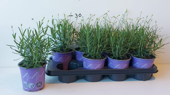 <h4>LAVAN AN MUNSTEAD</h4>