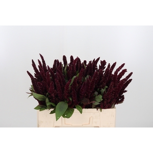 Amaranthus Overig
