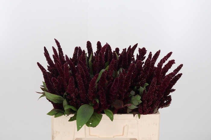 <h4>Amaranthus Overig</h4>