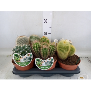 Cactus   ...mix