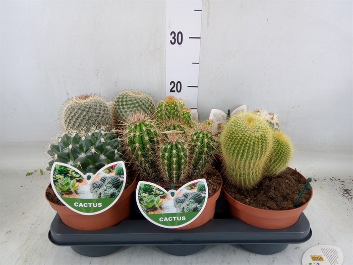 <h4>Cactus   ...mix</h4>