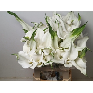 Calla White Mambo