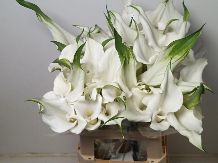 <h4>Calla White Mambo</h4>