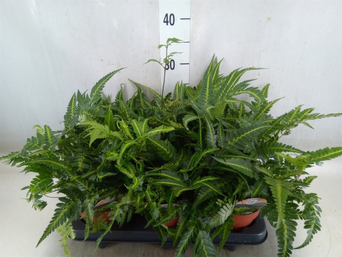 <h4>Arachniodes aristata 'Variegata'</h4>