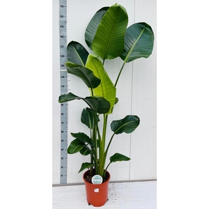 STRELITZIA NICOLAI
