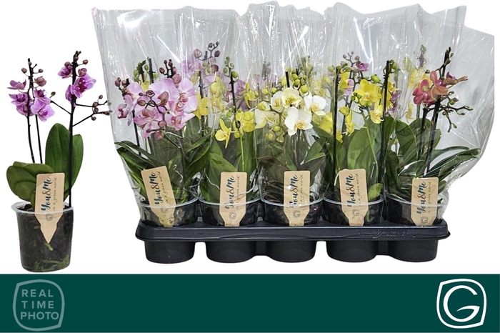 <h4>PHAL MF GEM 4 KL</h4>