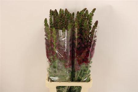 <h4>Antir Mary Red 90cm</h4>