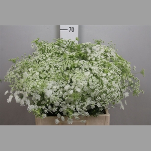 Ammi Majus