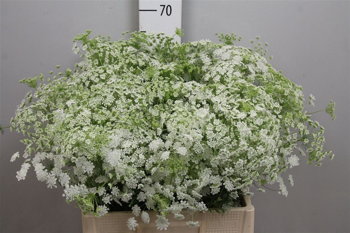<h4>Ammi Majus</h4>