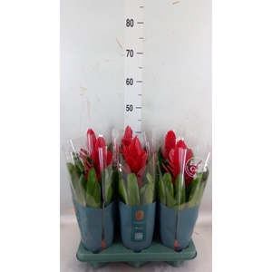 Vriesea 'Intenso Red'