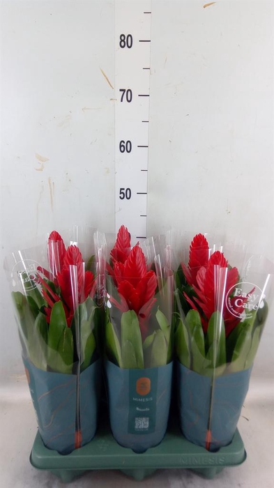 <h4>Vriesea 'Intenso Red'</h4>