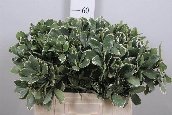 <h4>Pittosp To Ilan</h4>