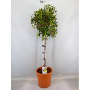 Olea europaea