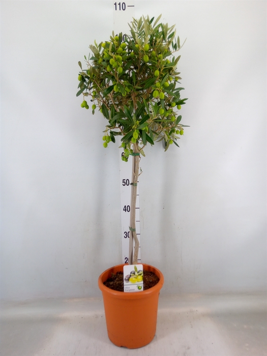 <h4>Olea europaea</h4>