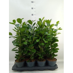 Ficus microcarpa 'Moclame'