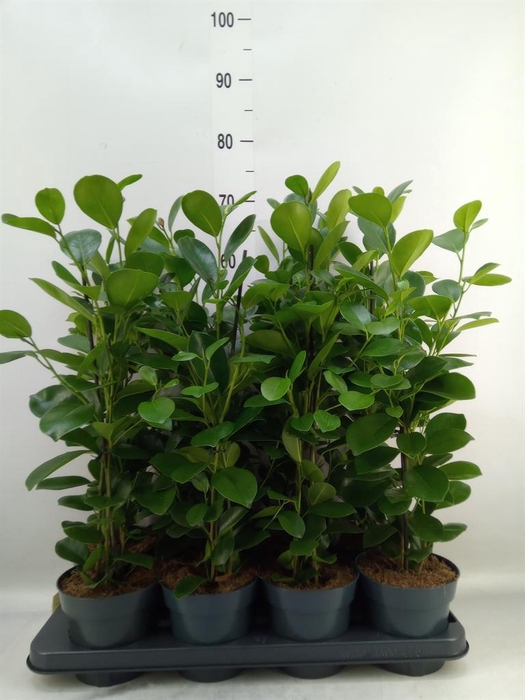 <h4>Ficus microcarpa 'Moclame'</h4>