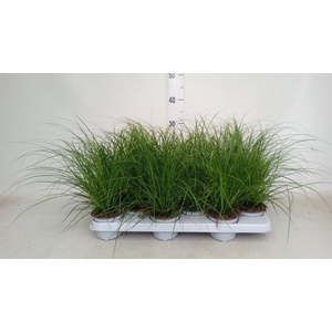 Carex brunnea