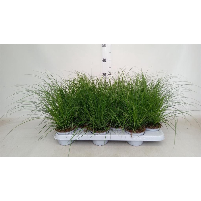 <h4>Carex brunnea</h4>