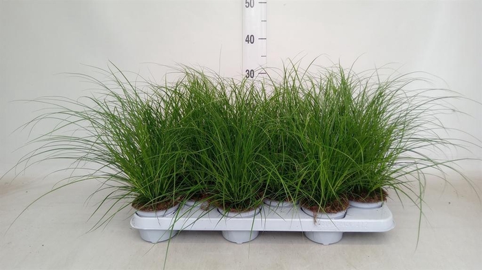 Carex brunnea
