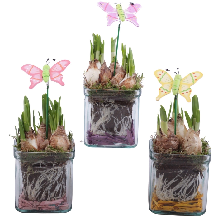 <h4>Bulbs Arr. Glass Accuglas Square Ø08cm</h4>