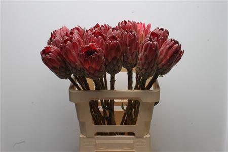 <h4>Protea Sharon No Leaves</h4>