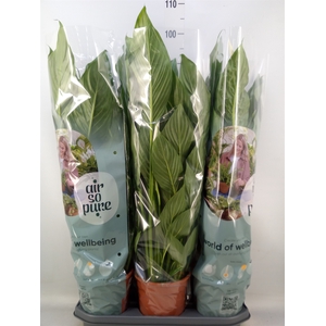 Spathiphyllum  'Bingo Cupido'