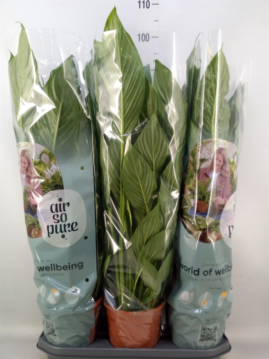 <h4>Spathiphyllum  'Bingo Cupido'</h4>