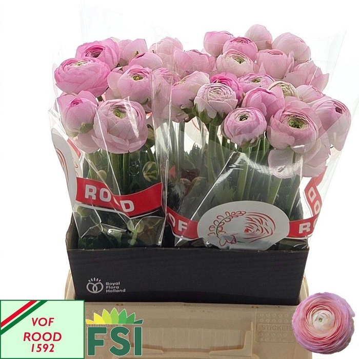 <h4>RAN AM MARSHMALLOW</h4>