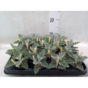Kalanchoe NF beharensis
