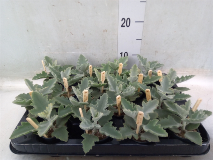 <h4>Kalanchoe NF beharensis</h4>
