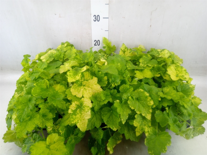 <h4>Tolmiea menziesii   ...variegated</h4>