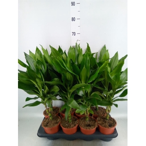 Dracaena fr de 'Janet Lind'