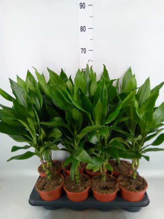 <h4>Dracaena fr de 'Janet Lind'</h4>