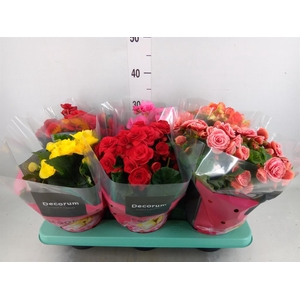 Begonia elat. DU ...mix