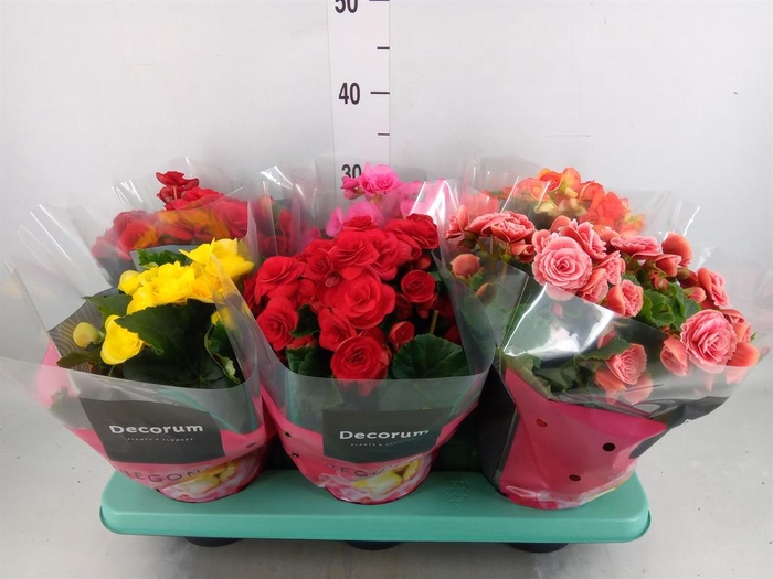 <h4>Begonia elat. DU   ...mix</h4>